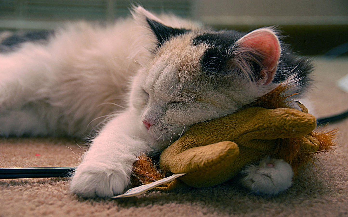 SCHEDULED CAT VISIT