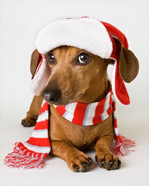 SCHEDULED DOG WALK - 30 MINUTE VISIT (HOLIDAY)