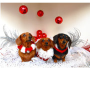 SCHEDULED DOG WALK - 30 MINUTE VISIT (HOLIDAY) 1+